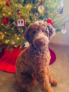 Louey F1 Mini Goldendoodle of Scout & Canyon